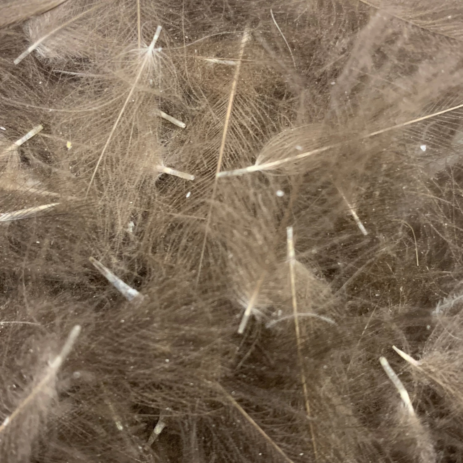 Swiss CDC Super Select Grade - Image 15