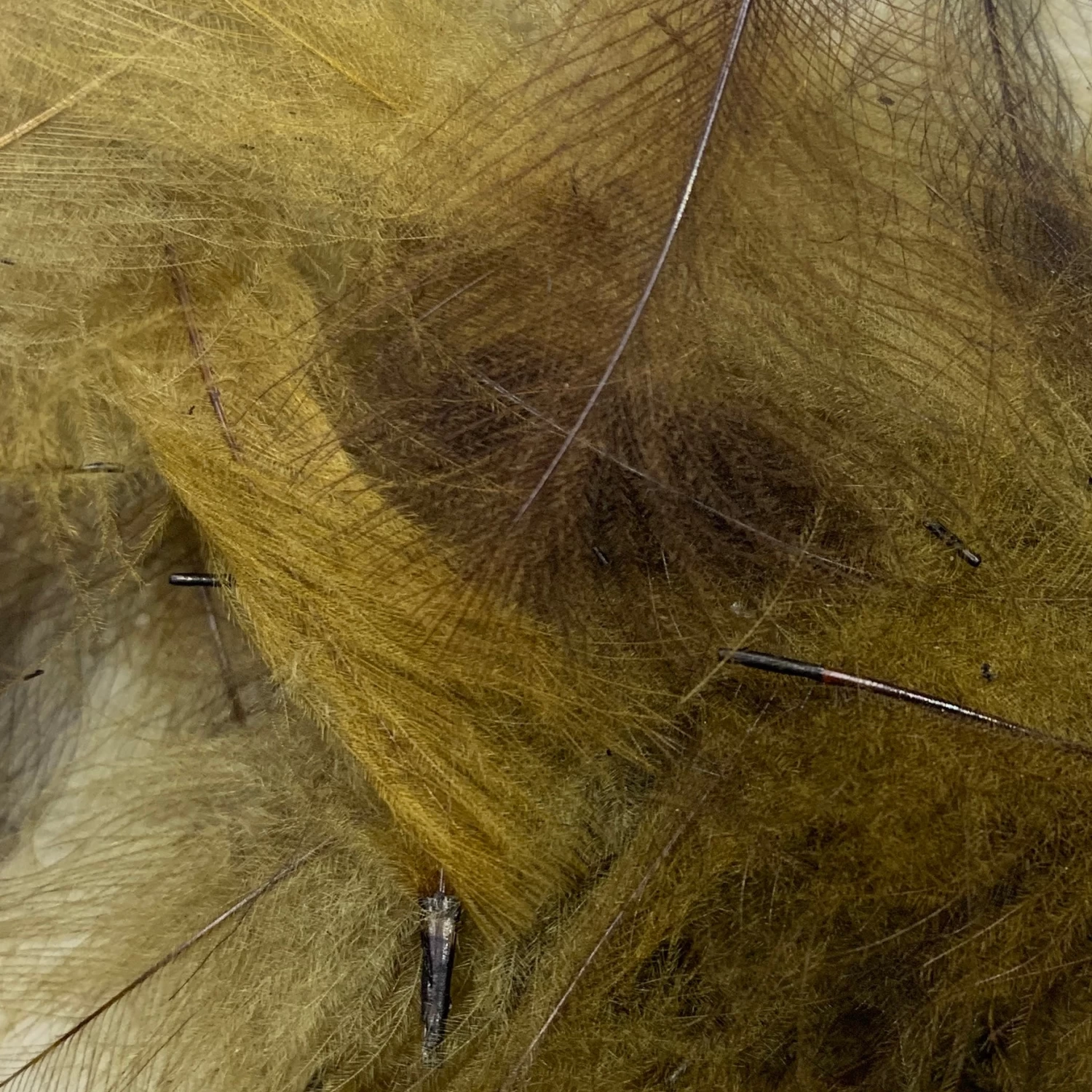 Swiss CDC Super Select Grade - Image 12