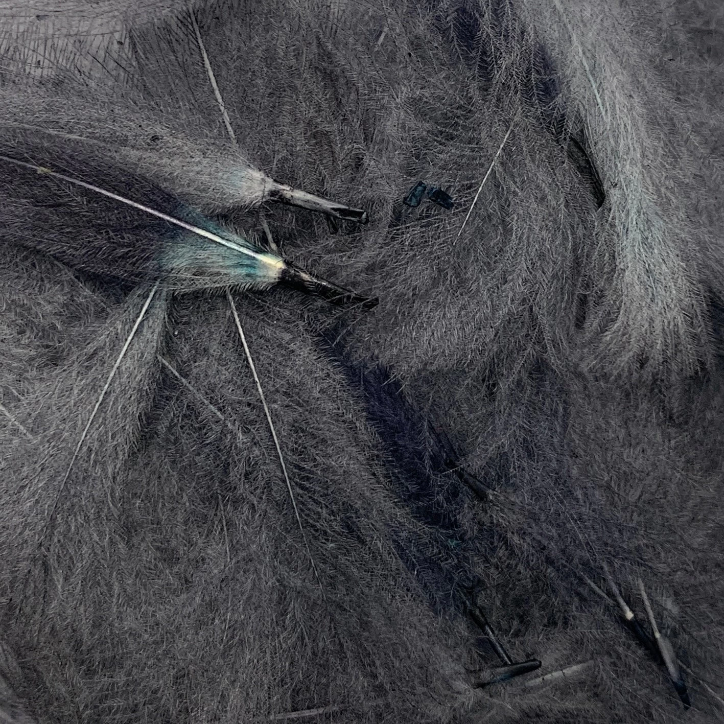 Swiss CDC Super Select Grade - Image 13