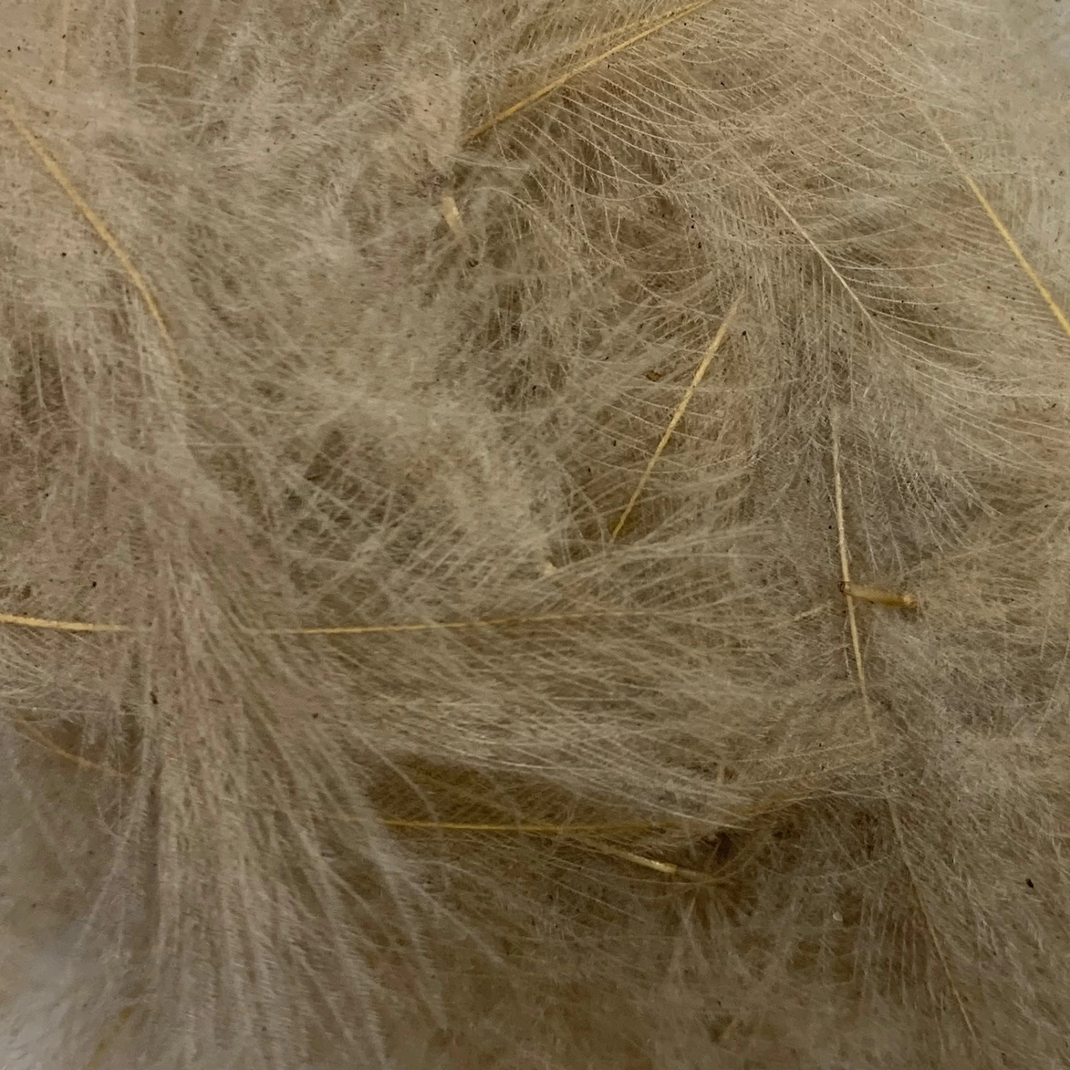 Swiss CDC Super Select Grade - Image 11