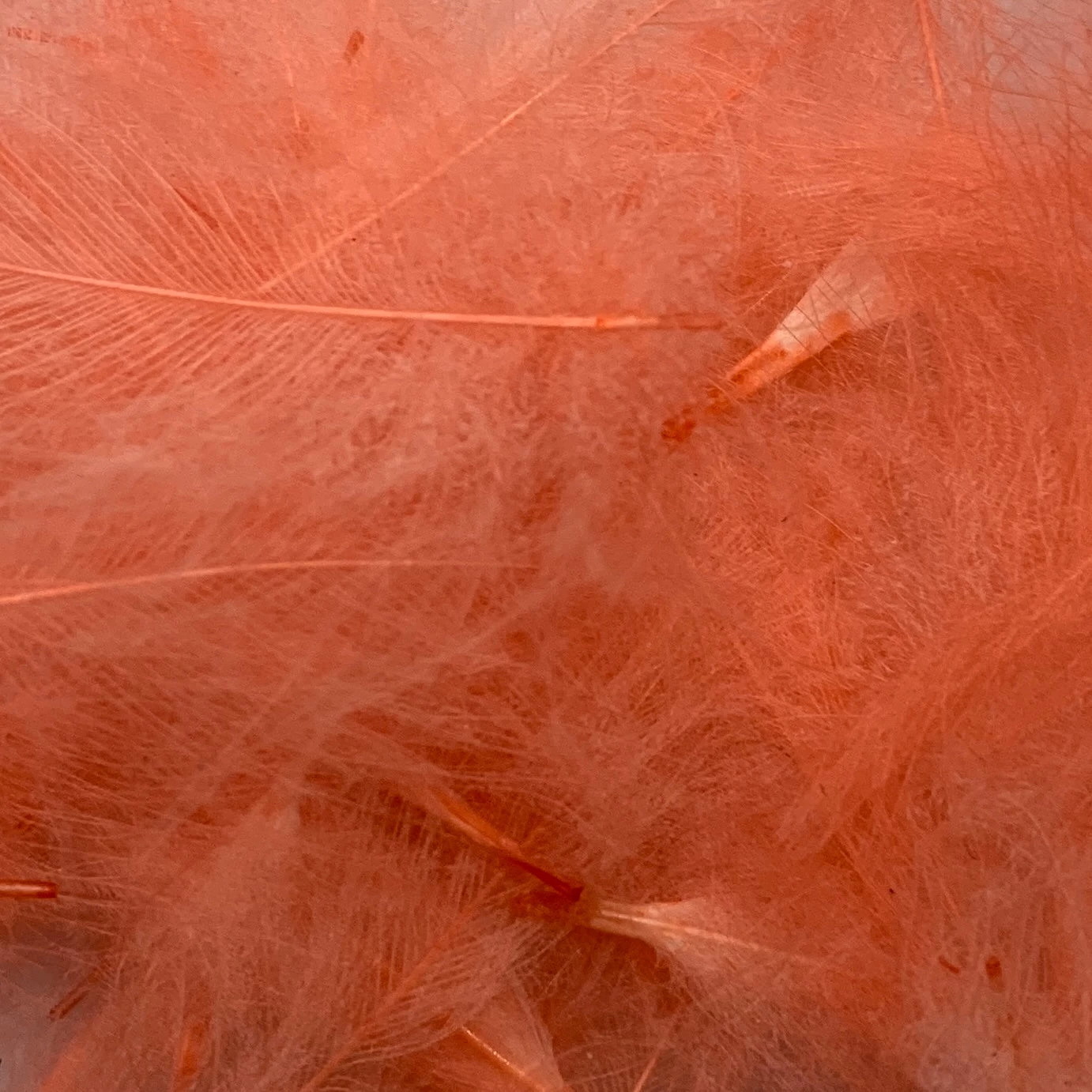 Swiss CDC Super Select Grade - Image 3