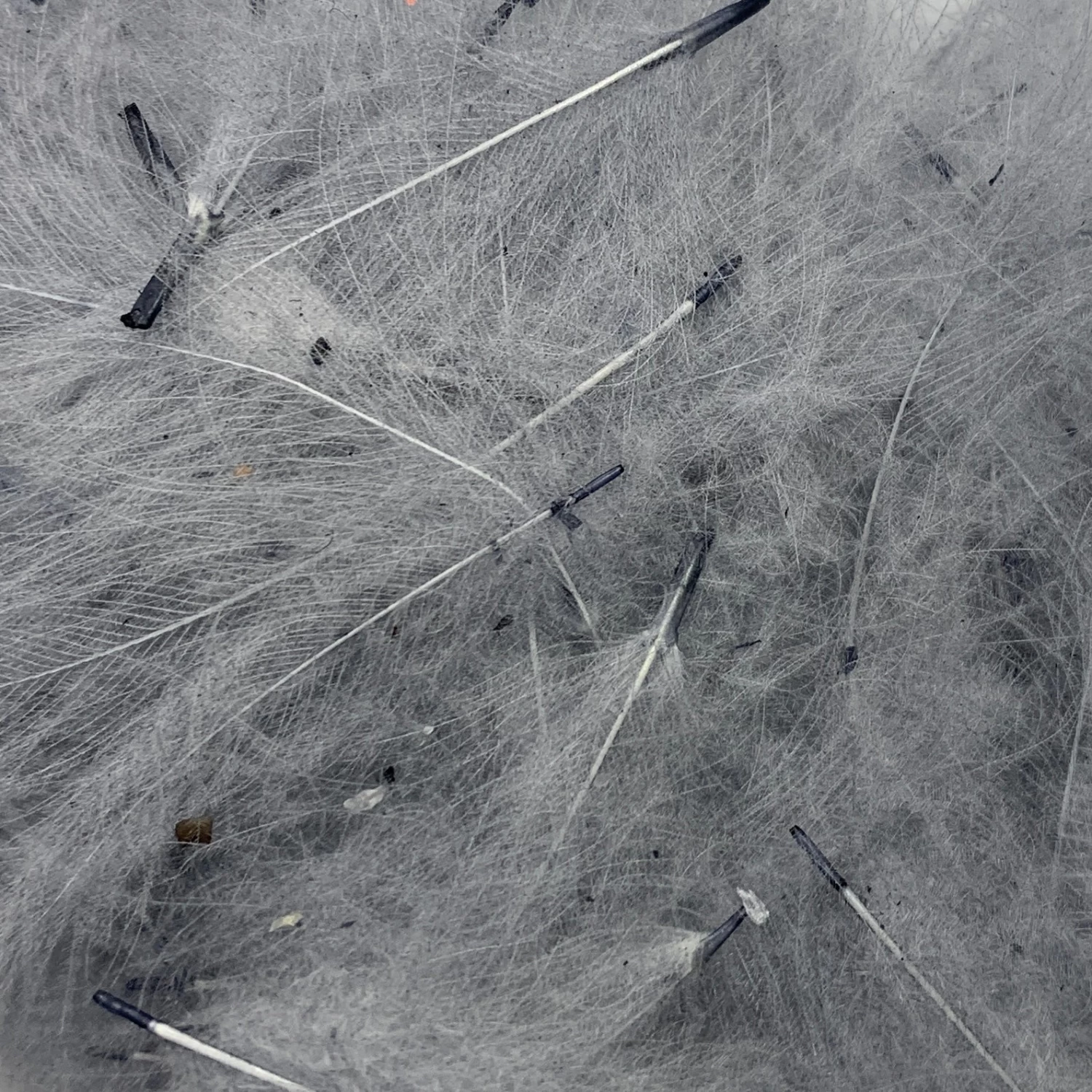 Swiss CDC Super Select Grade - Image 9