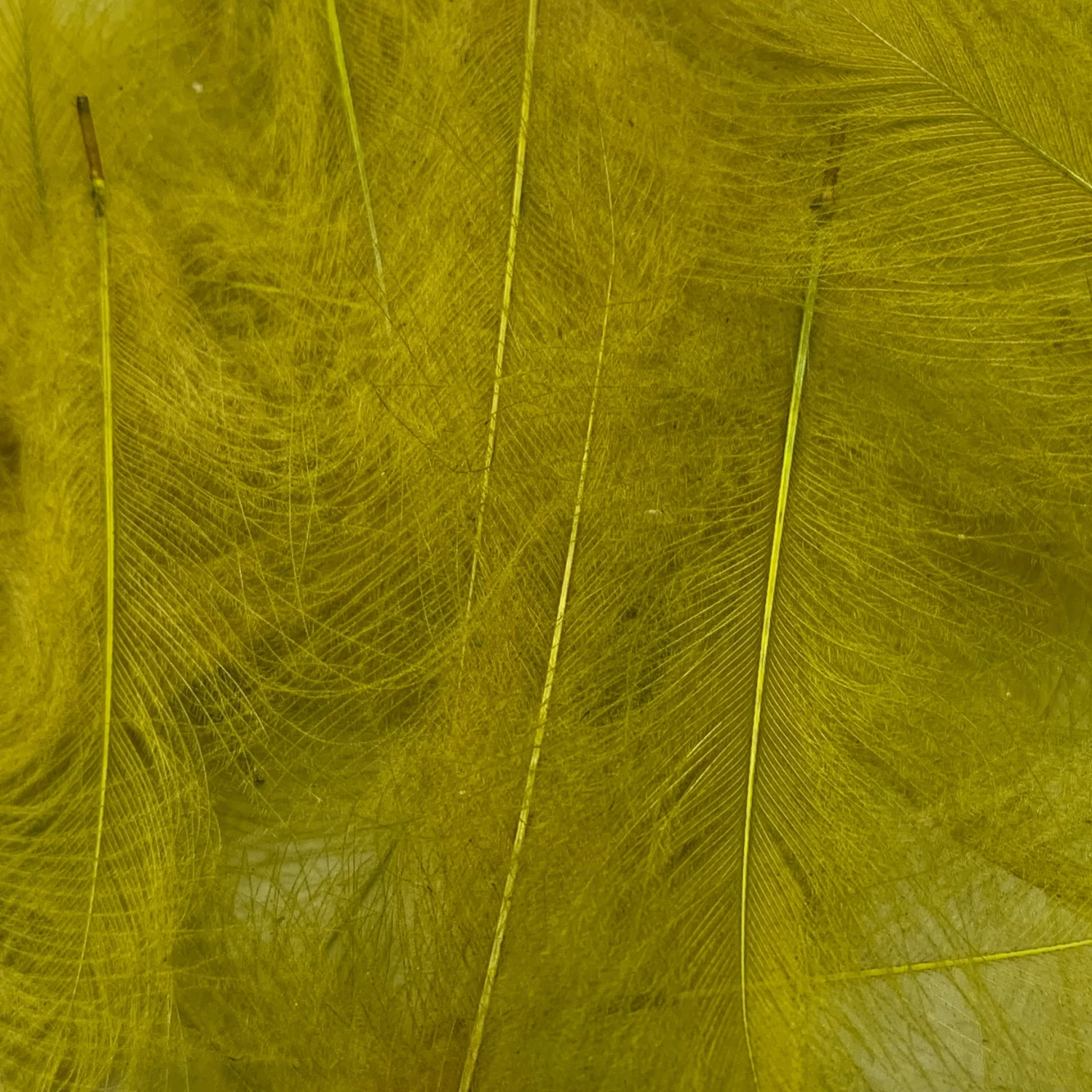 Swiss CDC Super Select Grade - Image 6