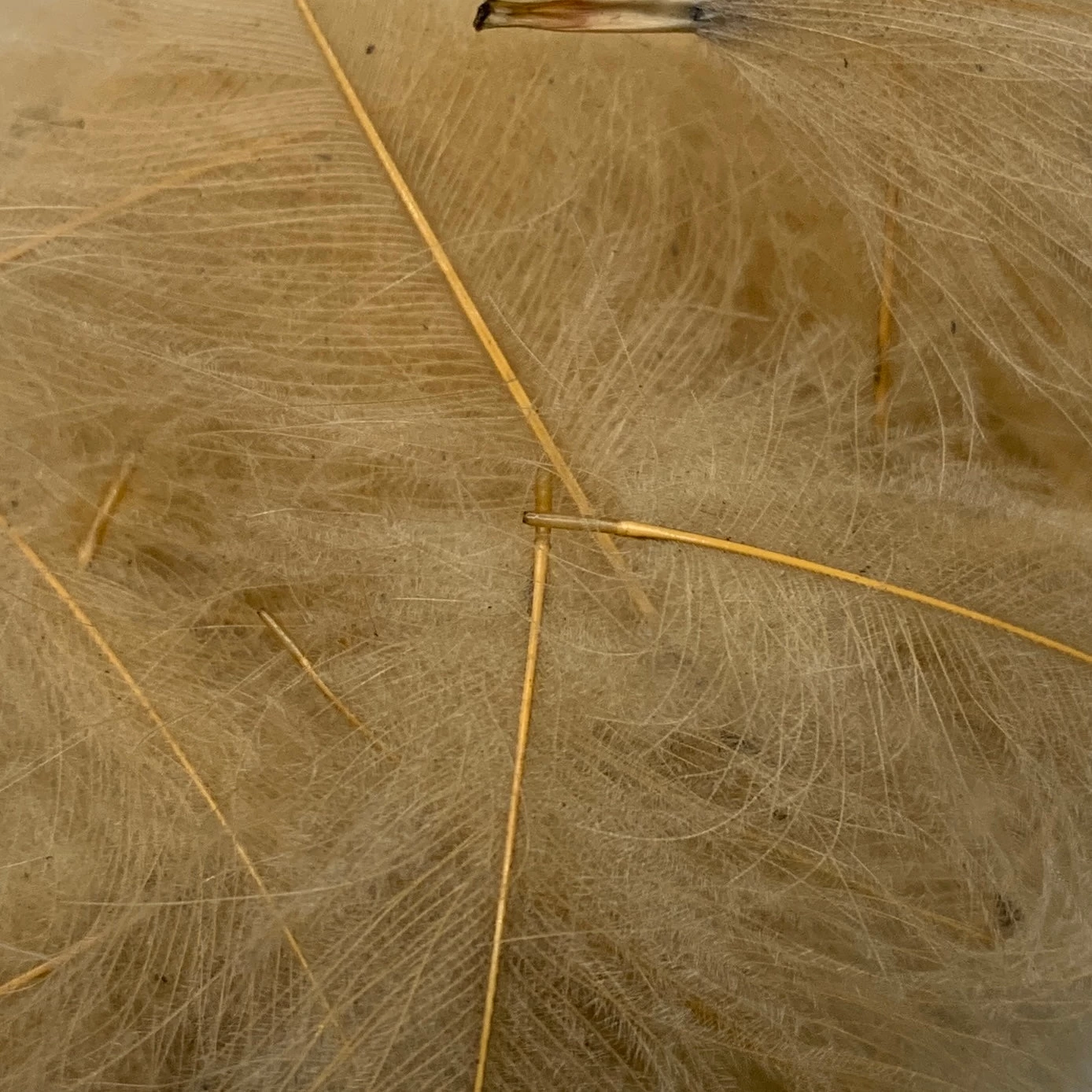 Swiss CDC Super Select Grade - Image 7