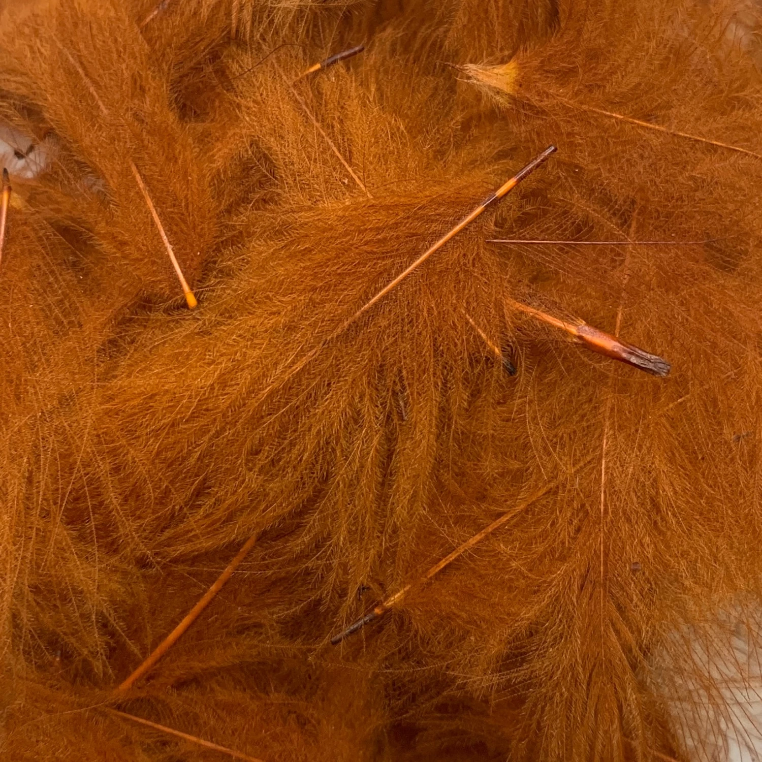 Swiss CDC Super Select Grade - Image 5