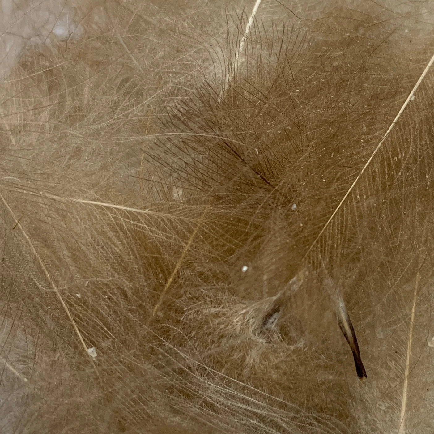 Swiss CDC Super Select Grade - Image 16