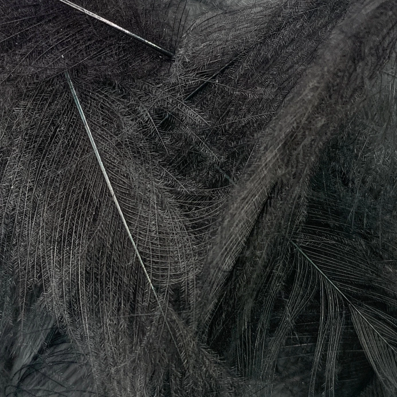 Swiss CDC Super Select Grade - Image 14