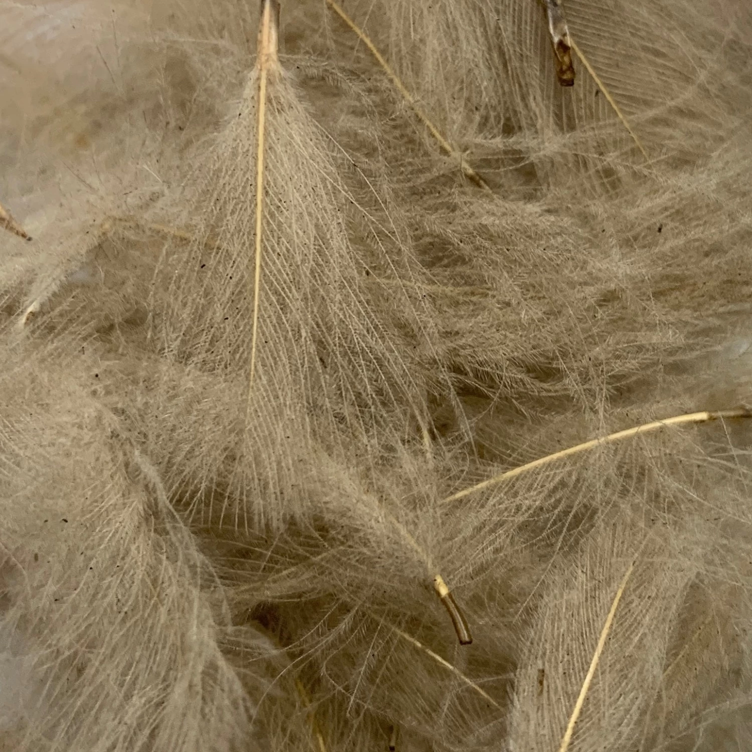 Swiss CDC Super Select Grade - Image 10